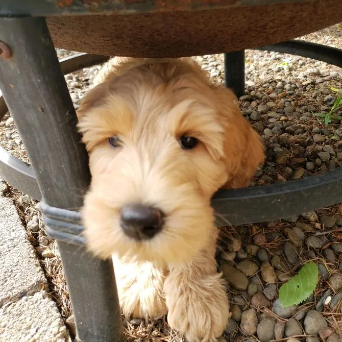 Testimonials about our labradoodle puppies