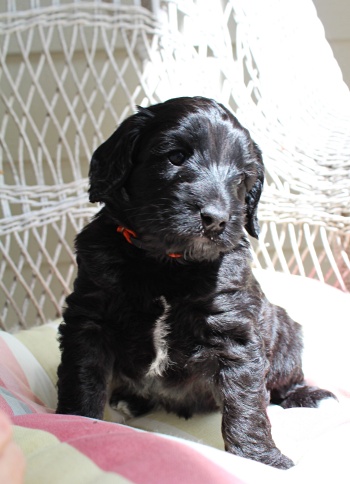 Five weeks Kim outside