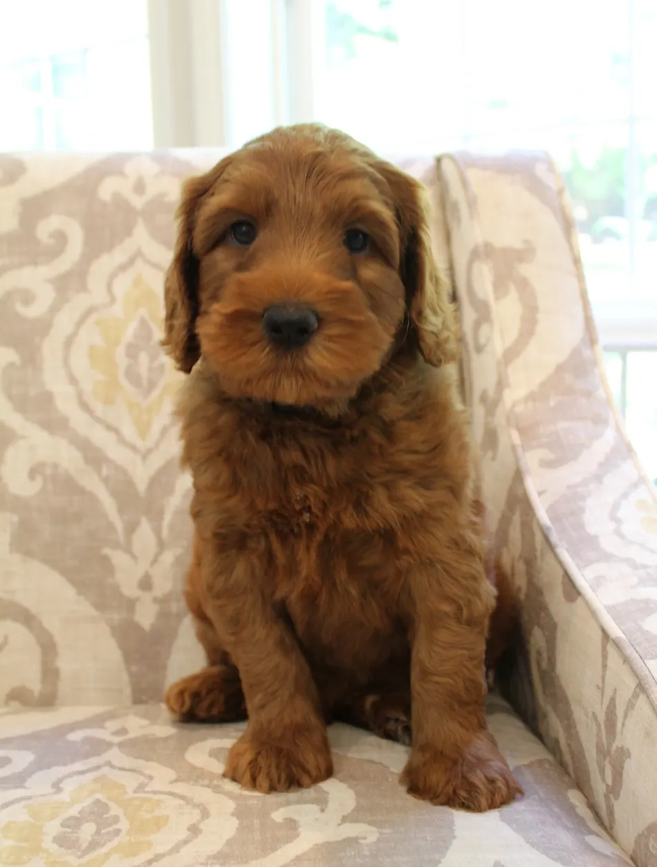 labradoodle puppies available