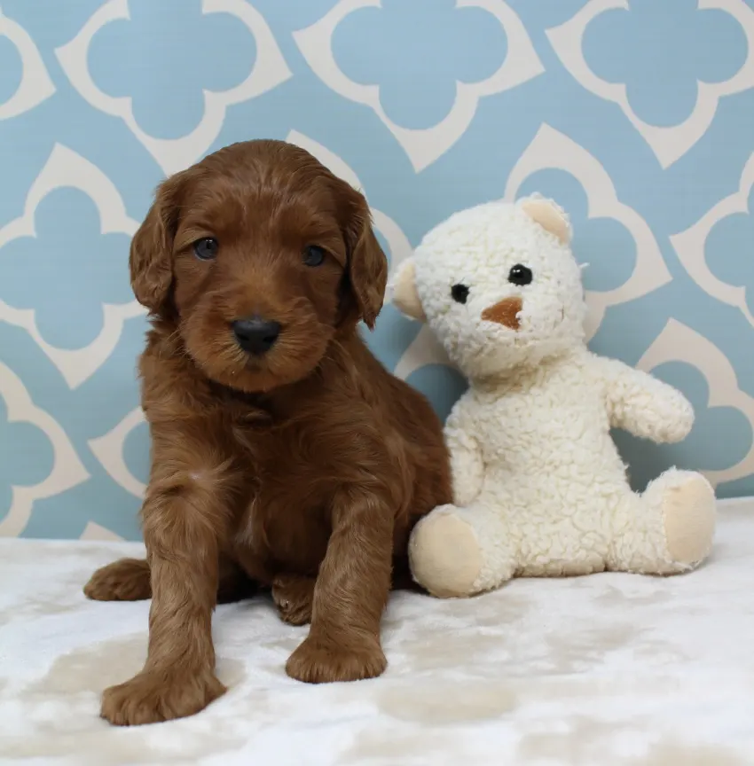 Hazel and Barkley’s puppies are home