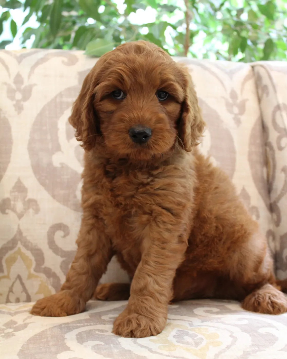 Gracie’s puppies are with their forever families