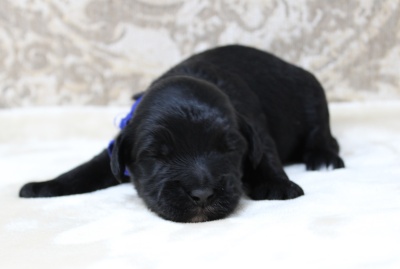 One week Kip