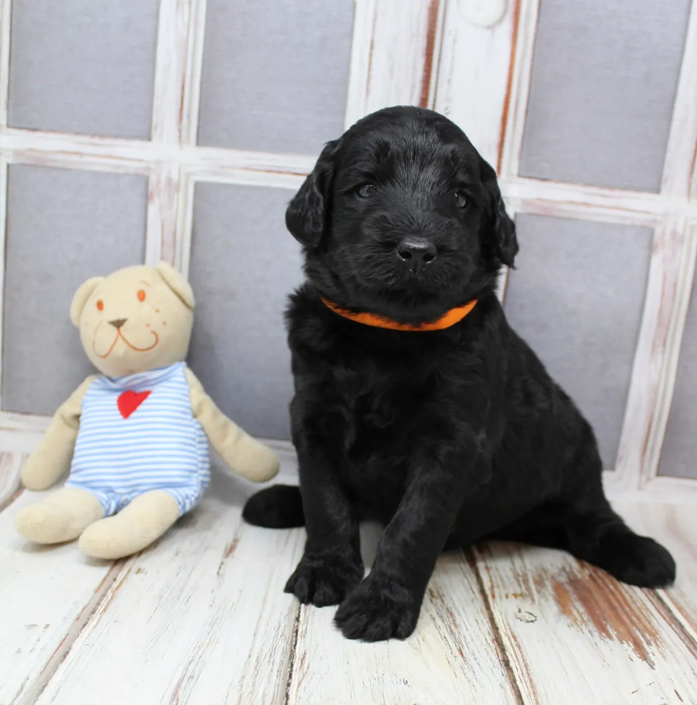 black Australian Labradoodle puppies best breeder Oregon Washington
