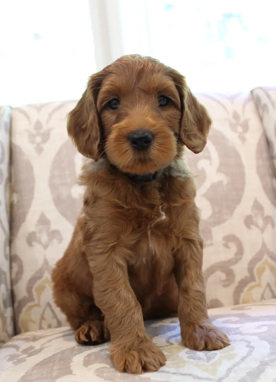 labradoodle puppies available Oregon