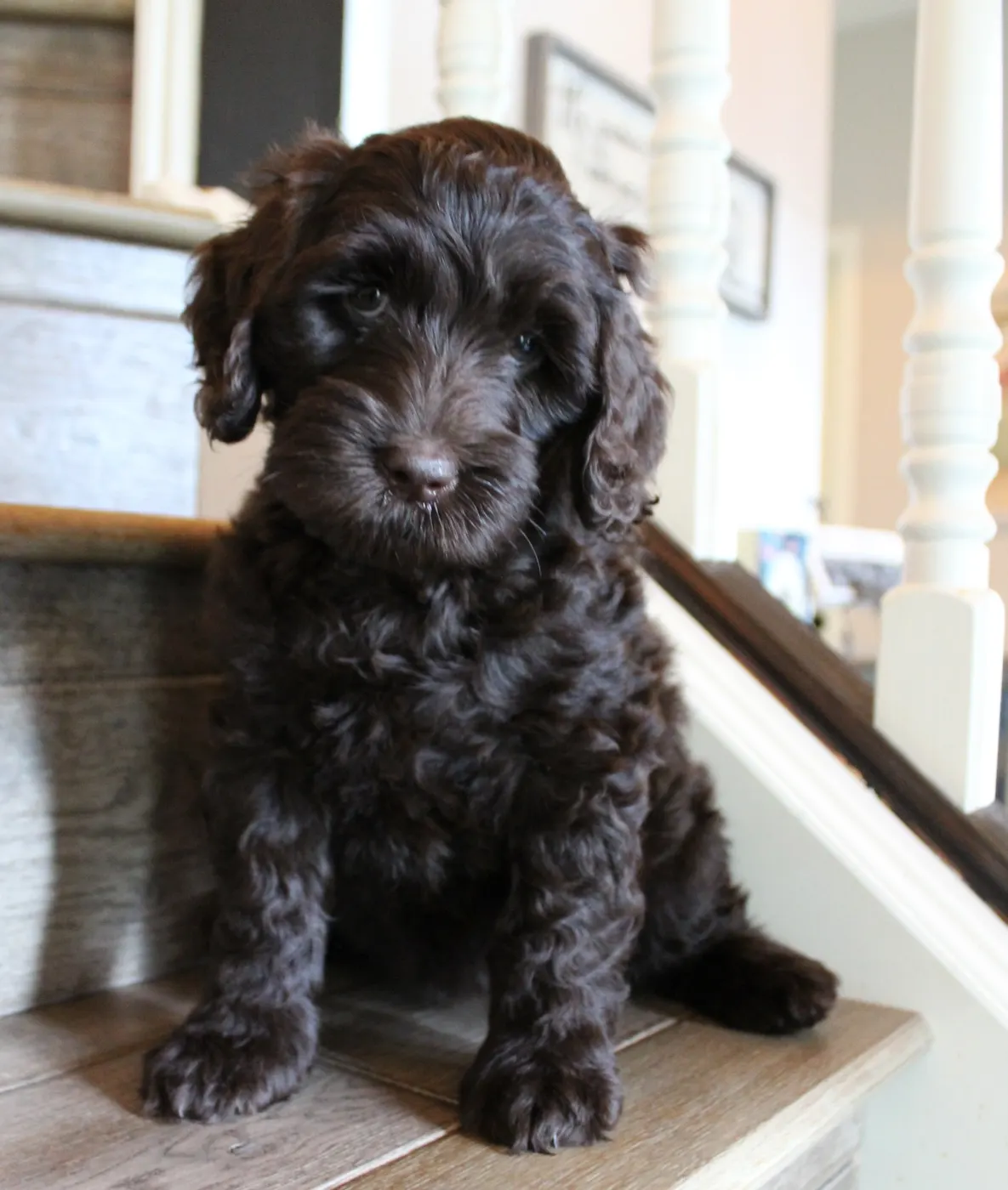 best Oregon labradoodle breeder