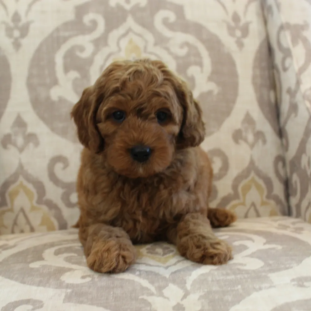 Stuart, 5.5 lbs.