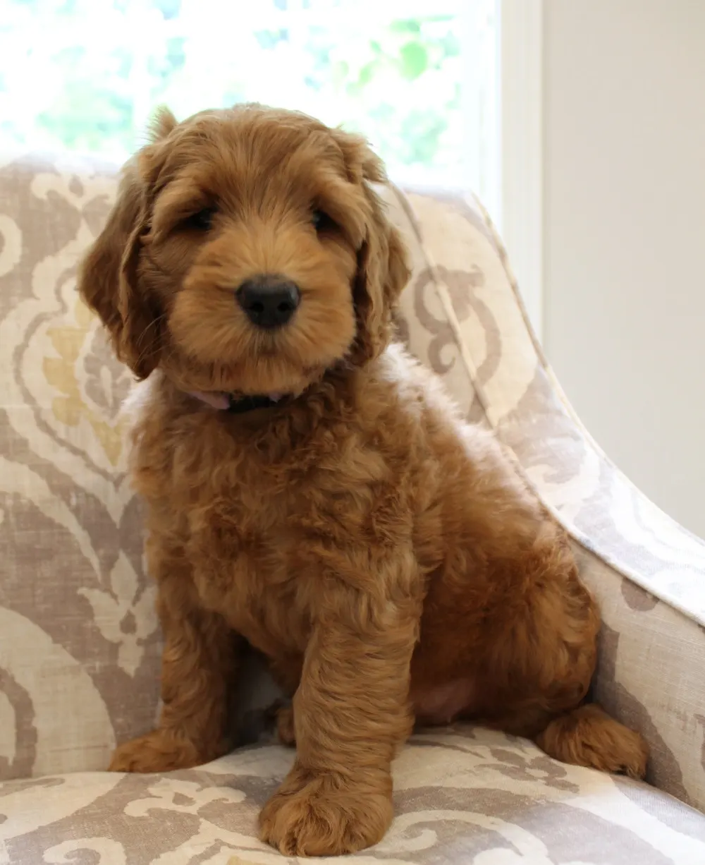 Gracie and Barkley’s litter is home