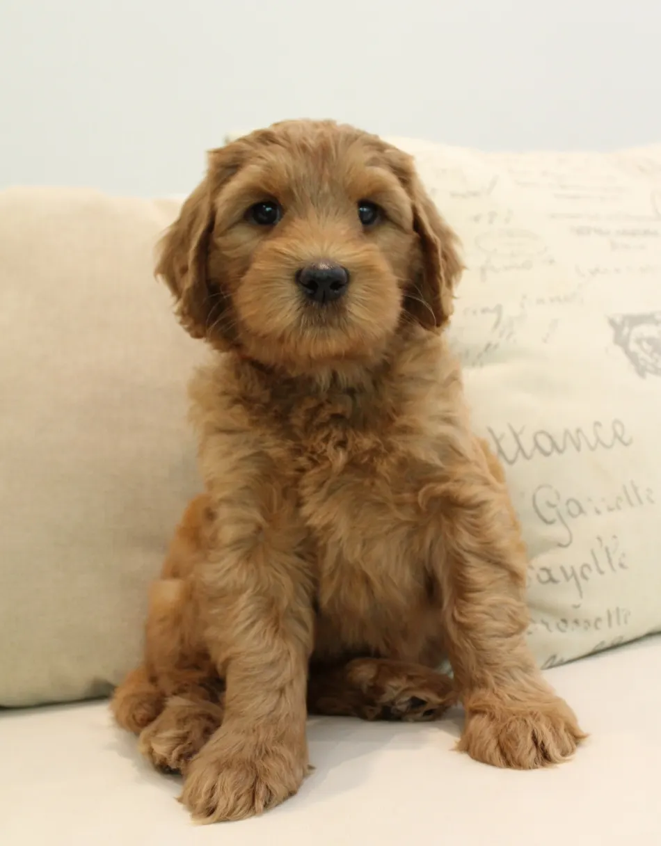 black labradoodles puppies available