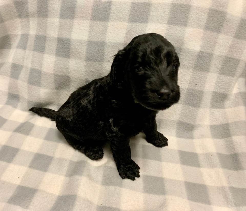 Gracie’s puppies are with their forever families