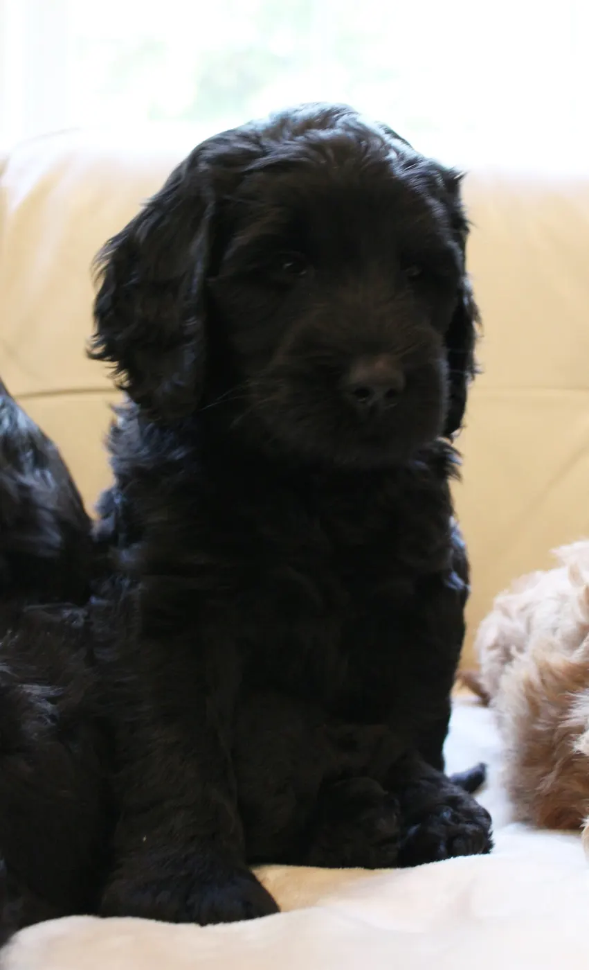 Gracie’s puppies are with their forever families