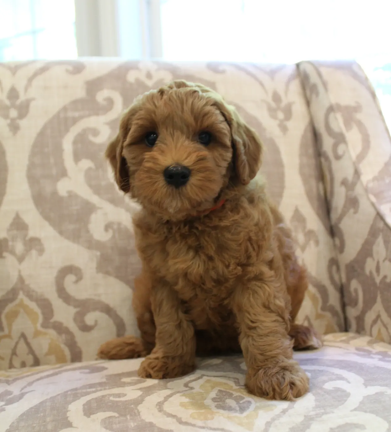 Ally and Watson’s litter is home