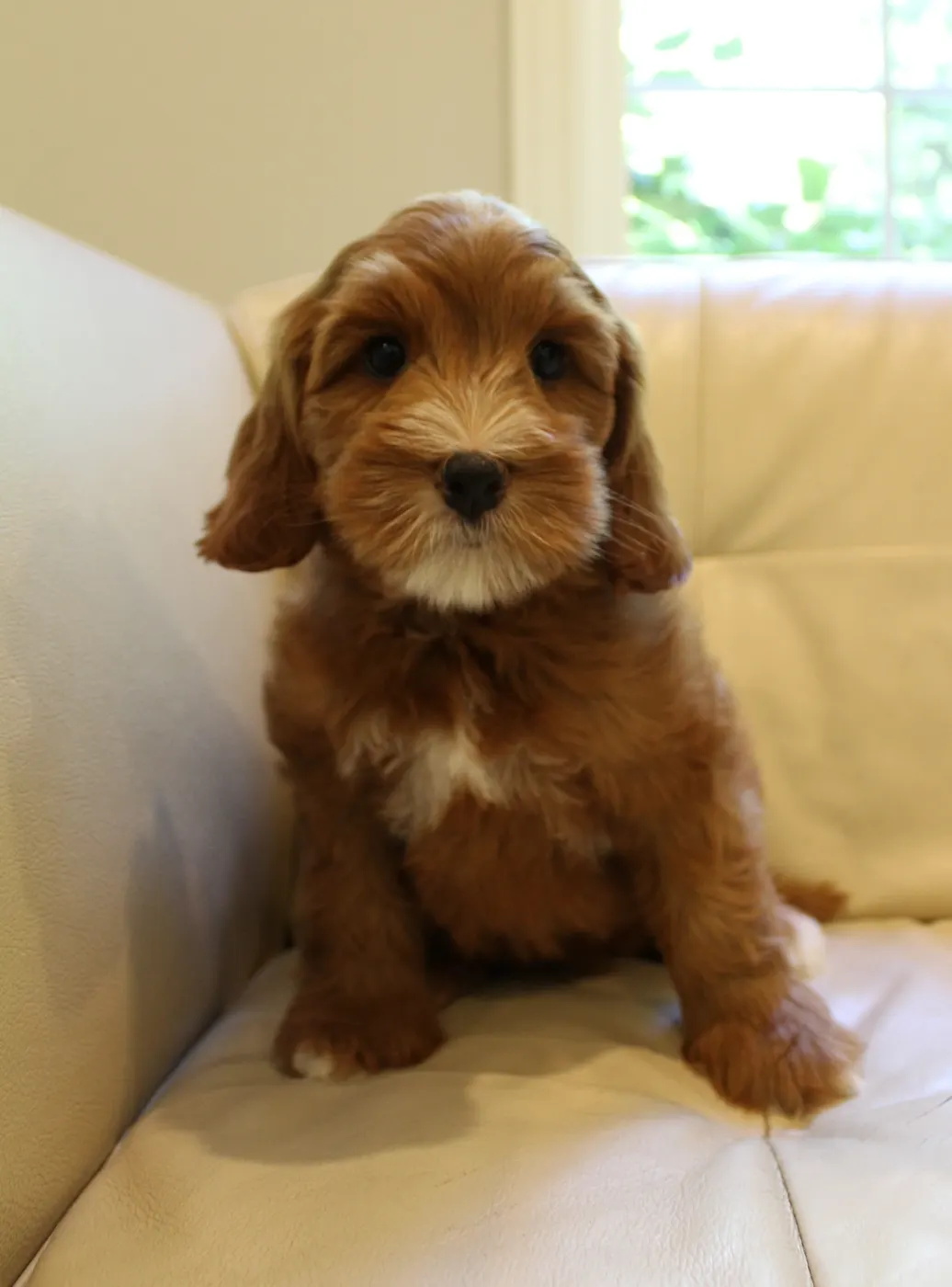 Ally and Watson’s litter is home