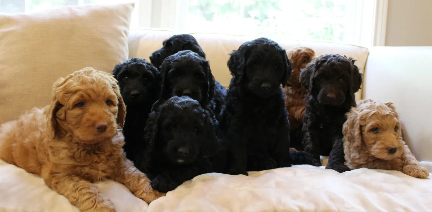 Gracie’s puppies are with their forever families