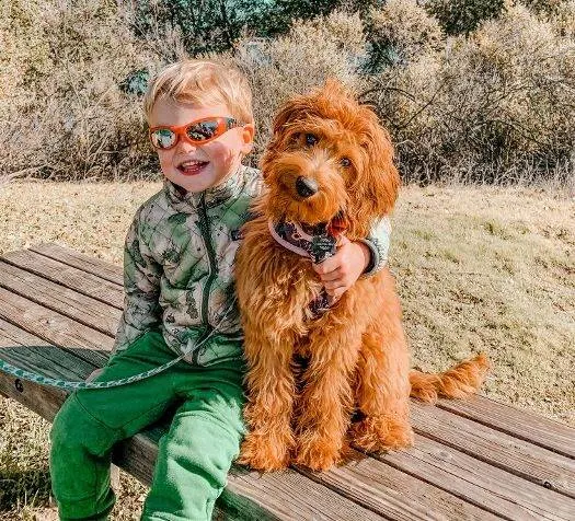 Valley Vineyard Labradoodle