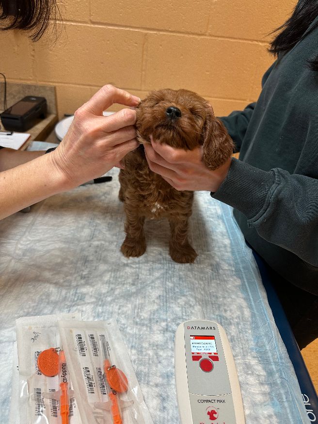 Seven weeks vet 2