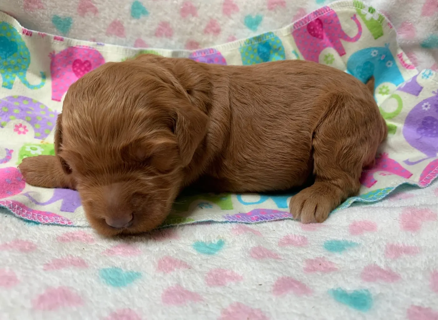 Bella and Gunner’s Bumble Bee puppies are home
