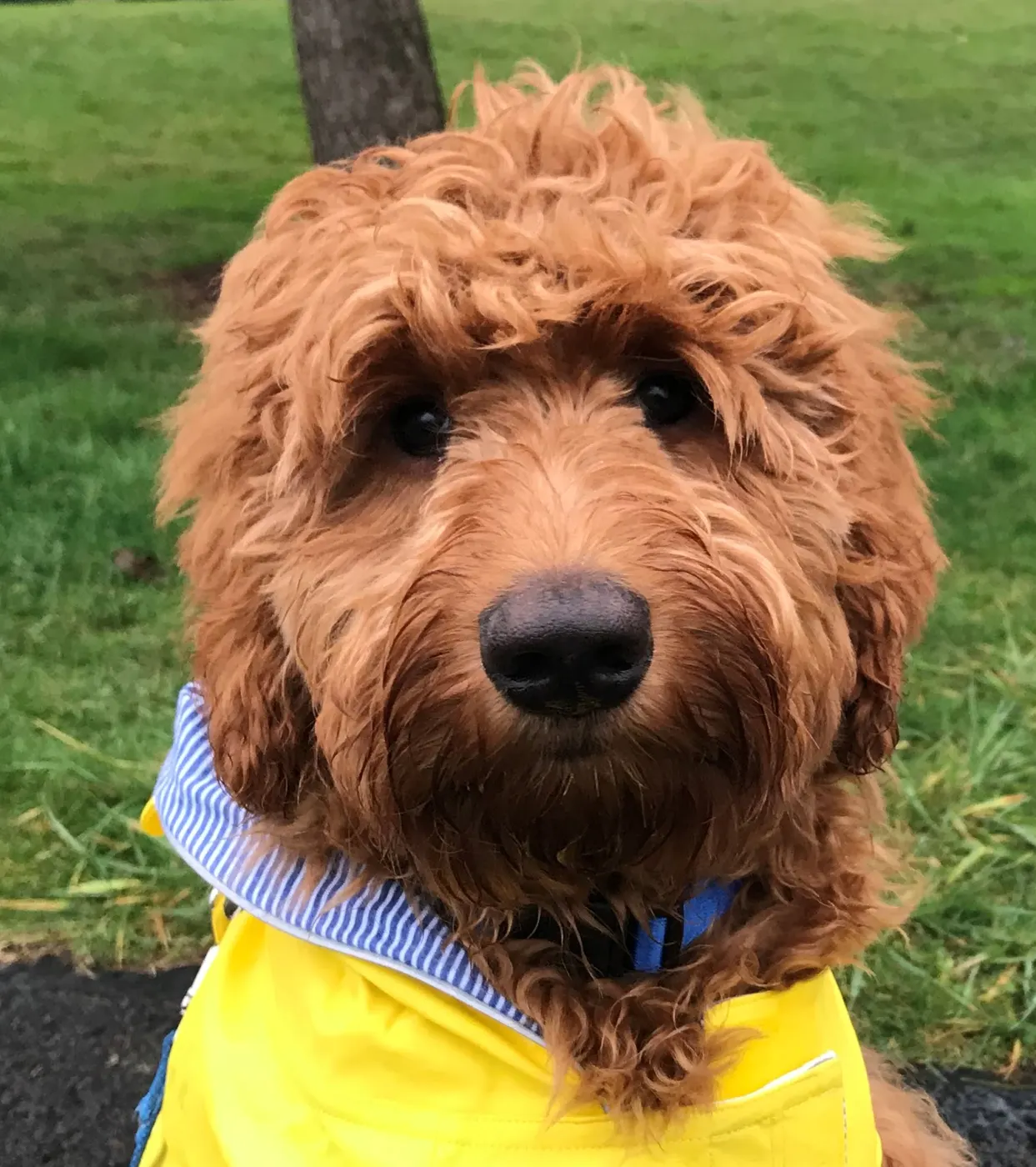Bella and Gunner’s puppies are with their forever families