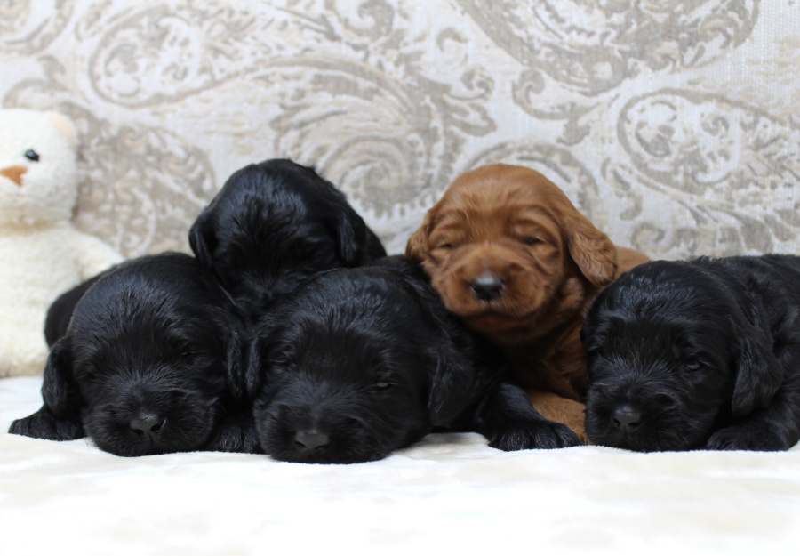 Gracie and Barkley’s litter is home