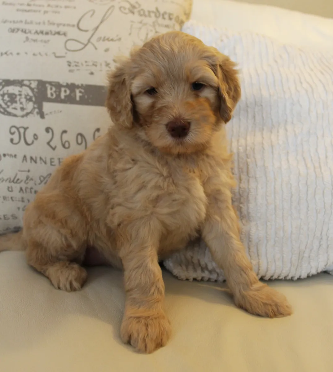 Roo and Basil’s puppies are with their forever families