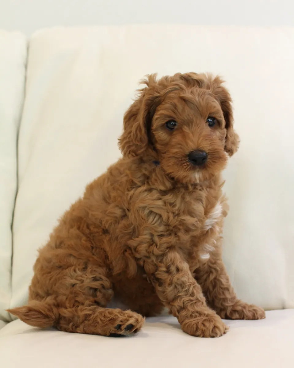 Sully, 6.97 lbs.