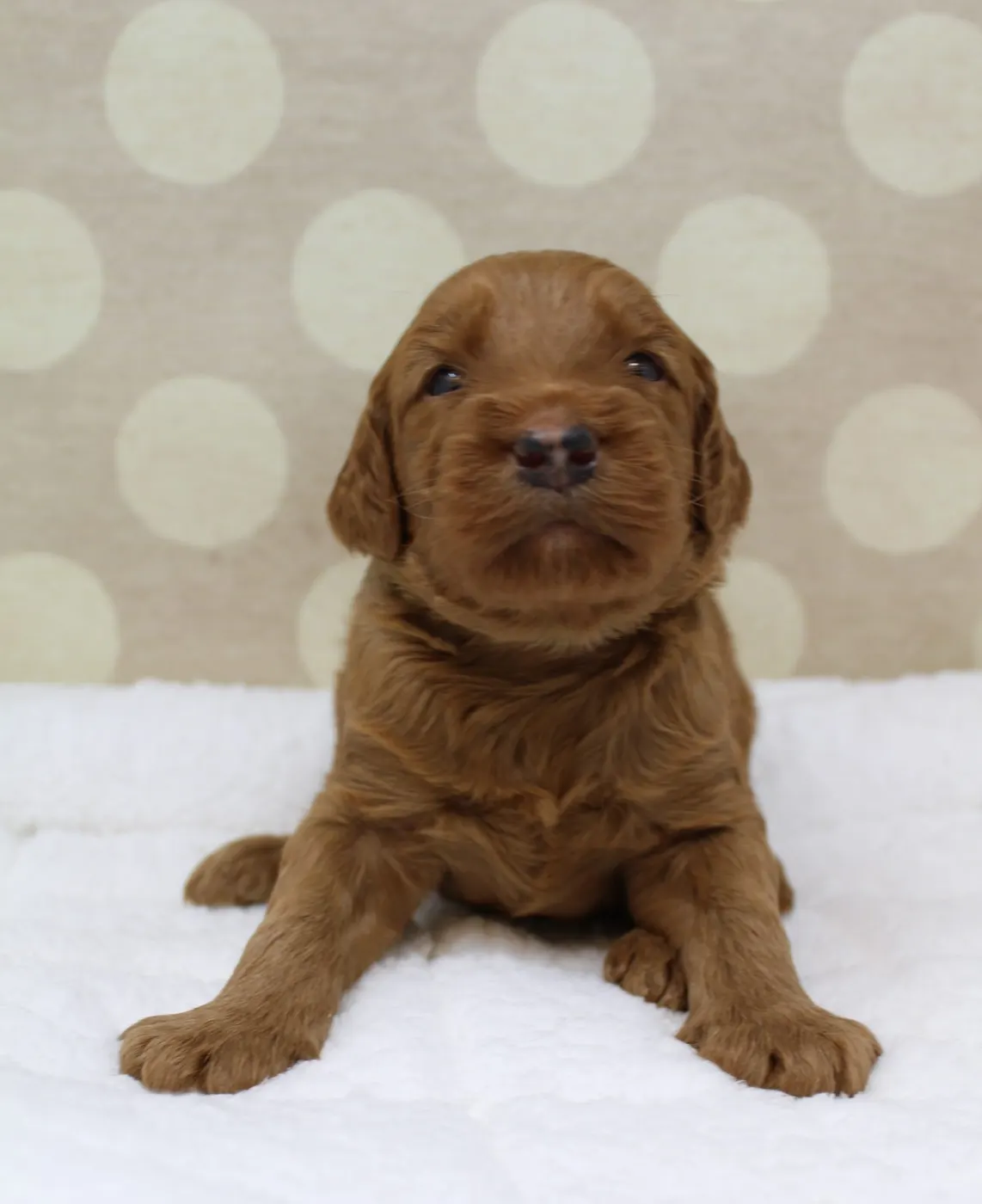 Bella and Gunner’s Bumble Bee puppies are home