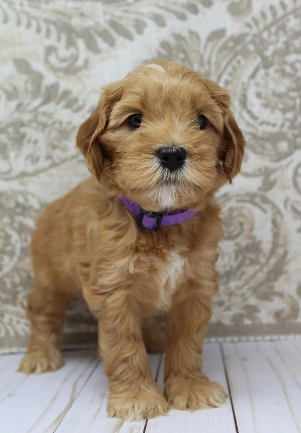 Best Oregon labradoodle breeder therapy dogs