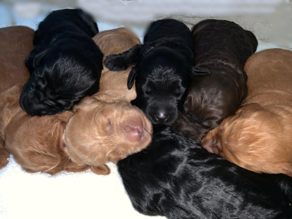 Gracie’s puppies are with their forever families