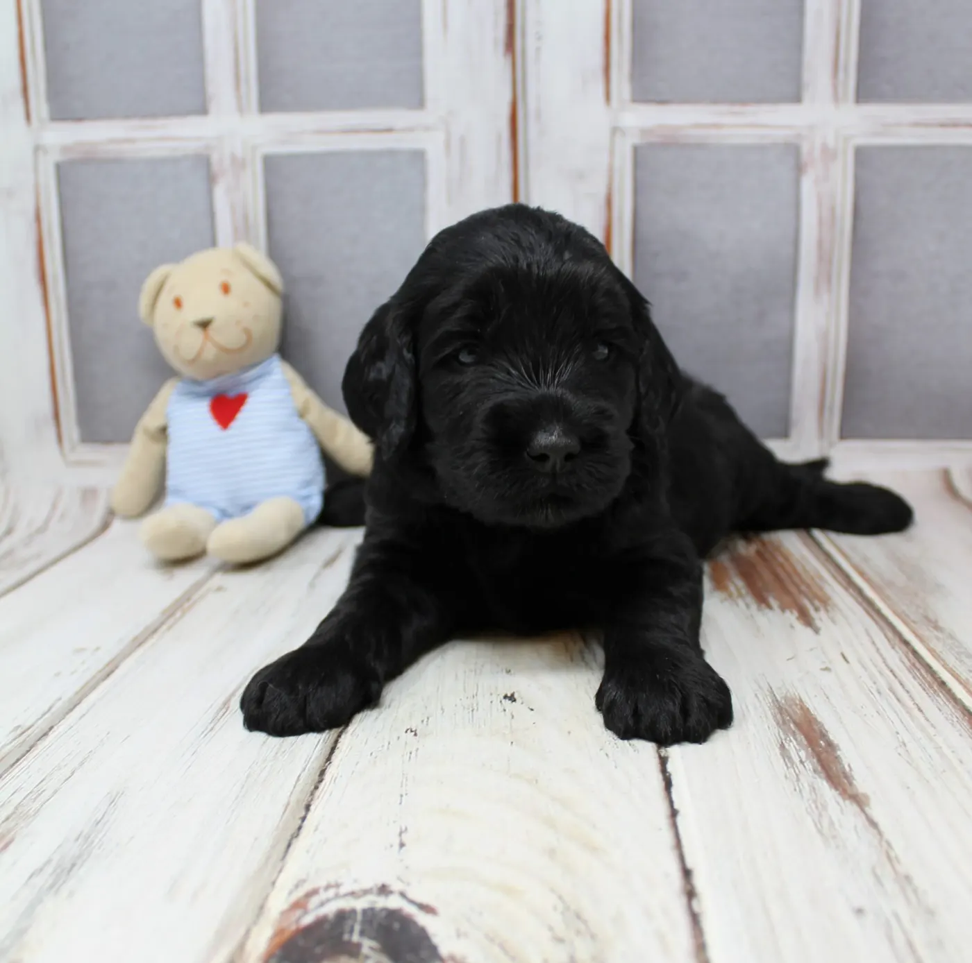 Gracie’s puppies are with their forever families
