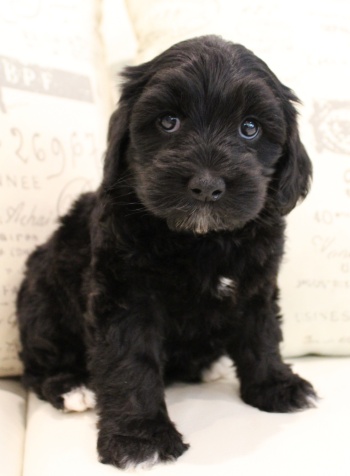 mini black labradoodle puppies available therapy dogs
