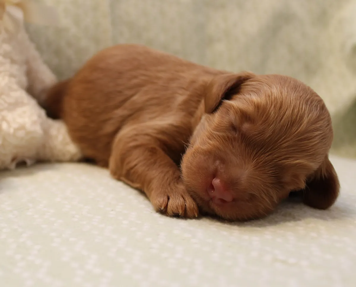 Roo and Basil’s puppies are with their forever families