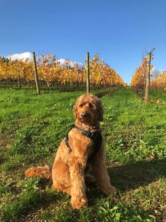 Oregon standard labradoodle puppies available now