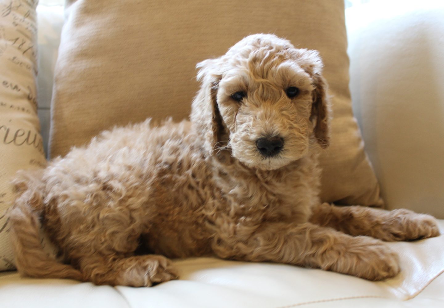 Lizzy and Basil’s pups went home
