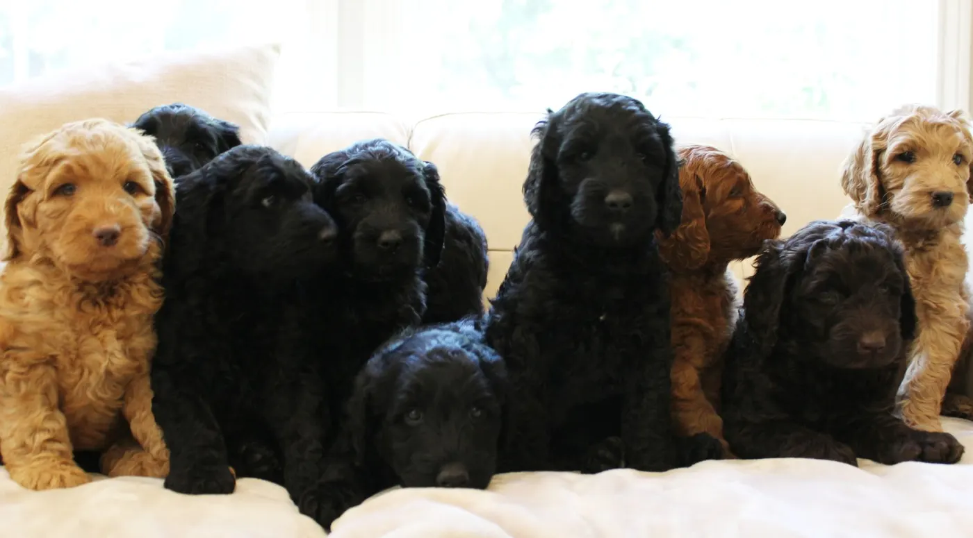 Gracie’s puppies are with their forever families