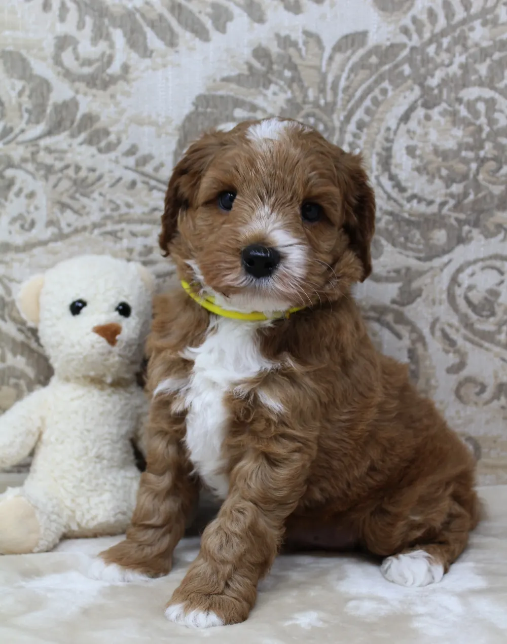 Daisy and Oakley's puppies are growing up