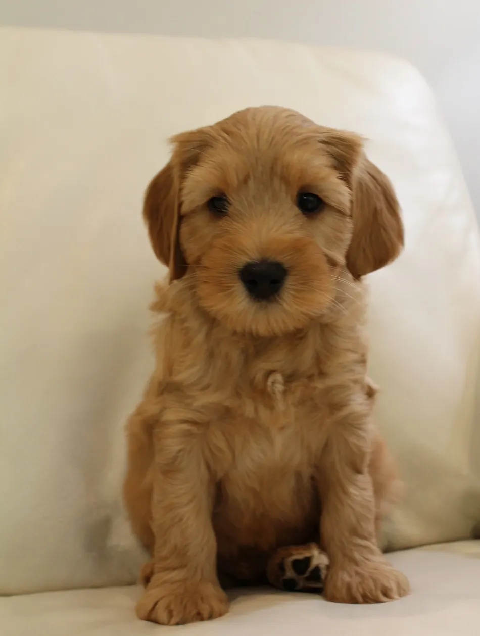 Emma and Watson’s puppies are home