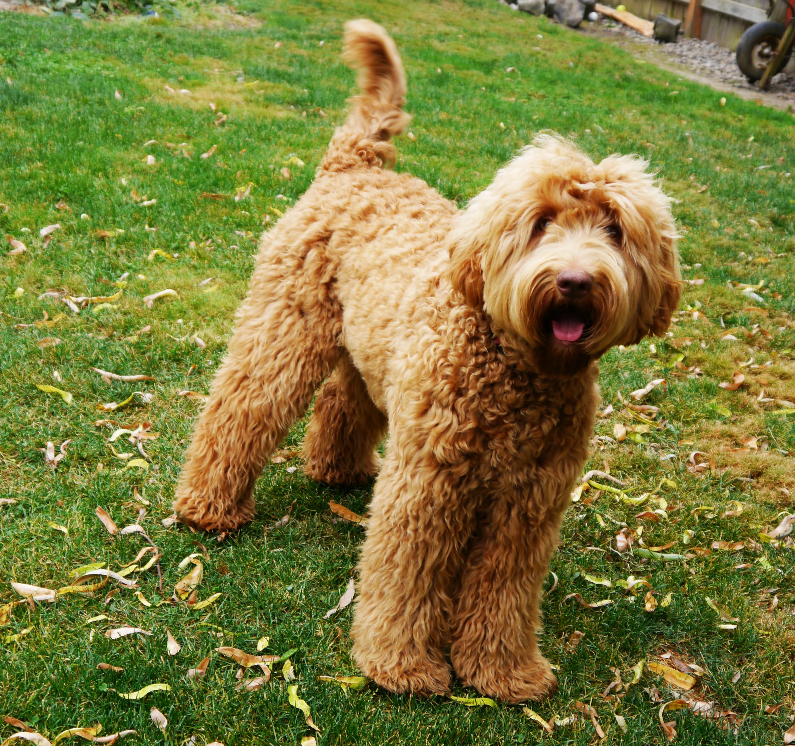 f1 labradoodle hair coat