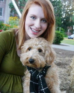 Labradoodle, puppies, standard, Oregon, for sale, red, black, Washington