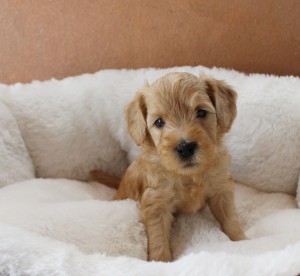 Labradoodle puppies breeder McMinnville Otegon.