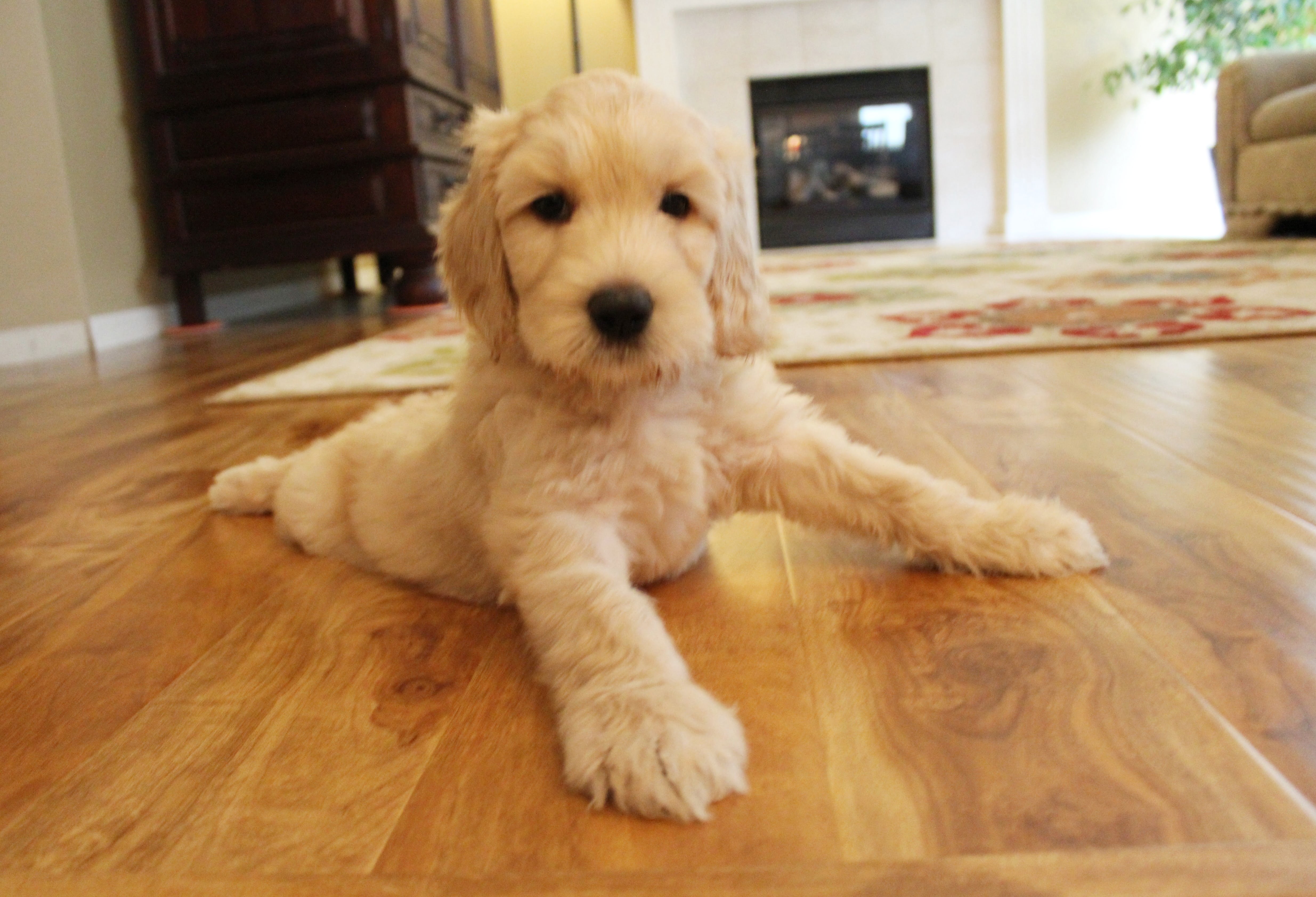 Labradoodle puppies breeder guardian Oregon