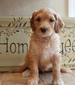Australian labradoodle puppies Portland and Seattle and Vancouver Washington and Oregon.