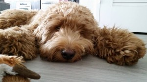 Labradoodle puppies available in Oregon, now, Washington as well.