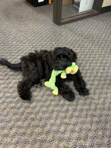 Maisie Kylie litter Kelly Maisie Kylie litter Kelly