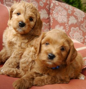 Labradoodle puppies red and black standard in Oregon, Washington, California and Idaho breeder.