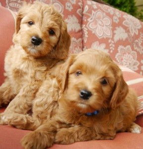 Oregon labradoodle puppies available, Washington, standards and mini's in red, black, caramel and chocolate.