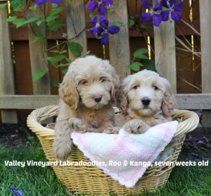 Labradoodle puppies with great temperaments in Oregon.