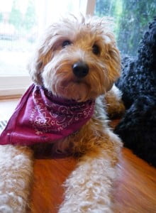 Oregon labradoodles guardian home