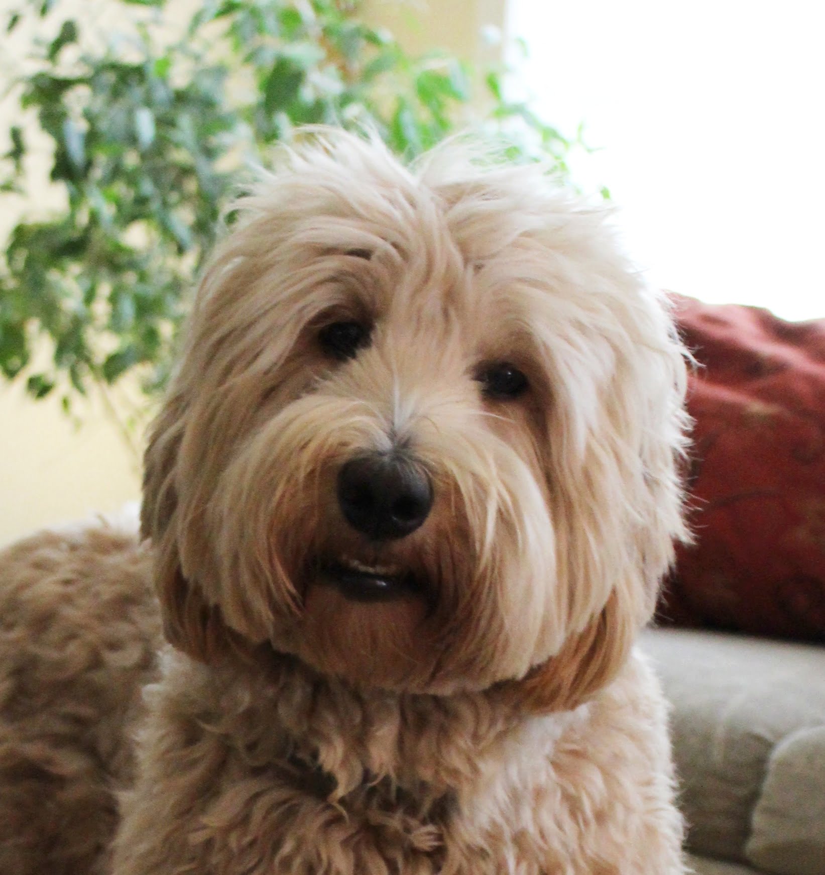 Valley Vineyard’s Winnie has retired, thank you Winnie Belle for being such a great dog and mama! Labradoodle puppies available now medium standard Oregon Washington