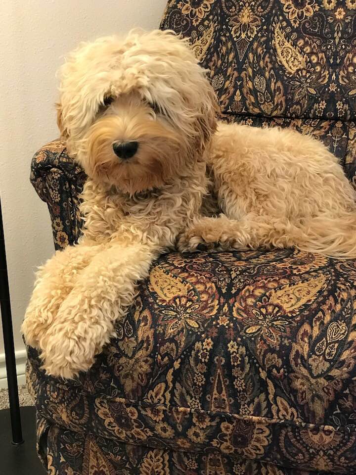Valley Vineyard’s Lilly is officially retired