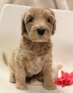 Oregon labradoodles available now