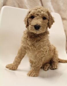 Australian labradoodle puppies available now